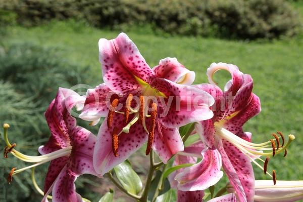 Red blooms; Pink blooms