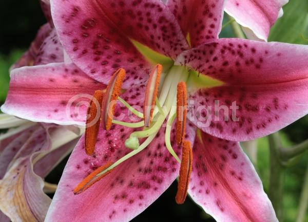 Red blooms; Pink blooms