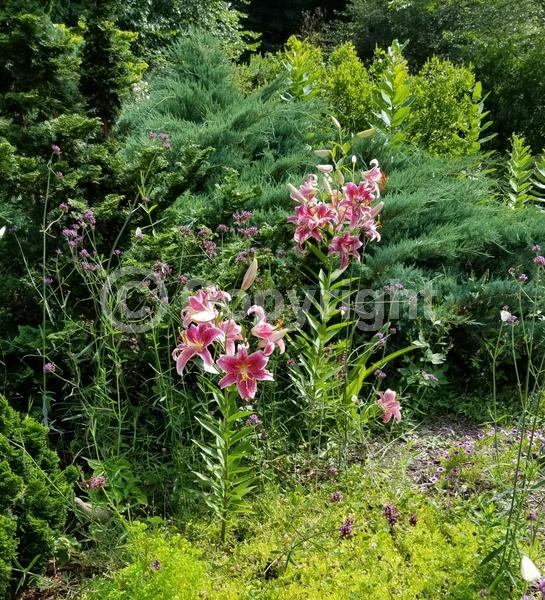 Red blooms; Pink blooms