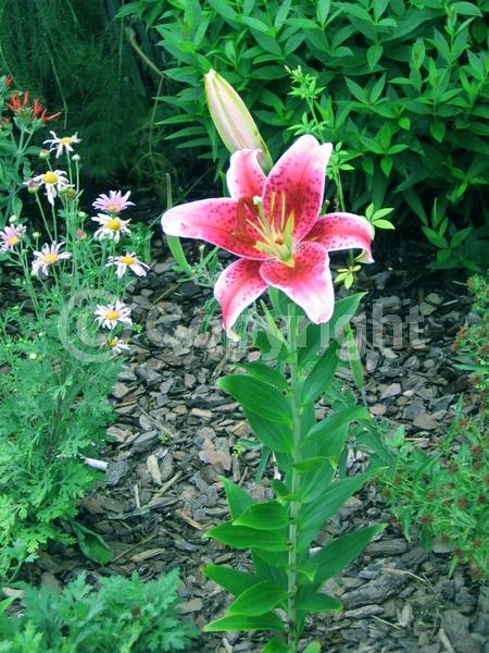 Red blooms; Pink blooms