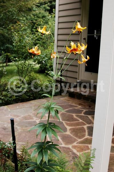 Red blooms; Yellow blooms; Deciduous; Broadleaf; North American Native