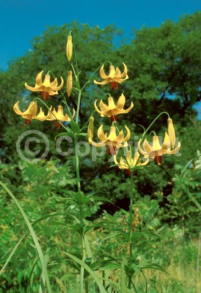 Red blooms; Yellow blooms; Deciduous; Broadleaf; North American Native