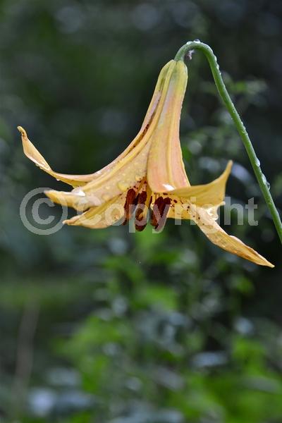 Red blooms; Yellow blooms; Deciduous; Broadleaf; North American Native