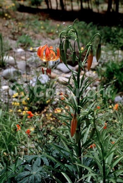 Orange blooms; North American Native