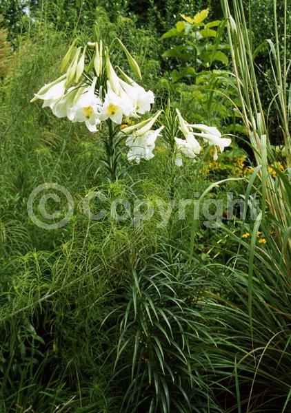 White blooms