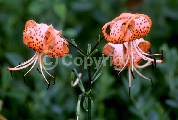 Orange blooms