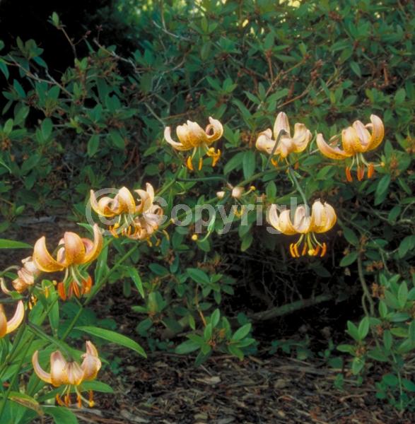 Orange blooms; Purple blooms; White blooms; Pink blooms; Deciduous