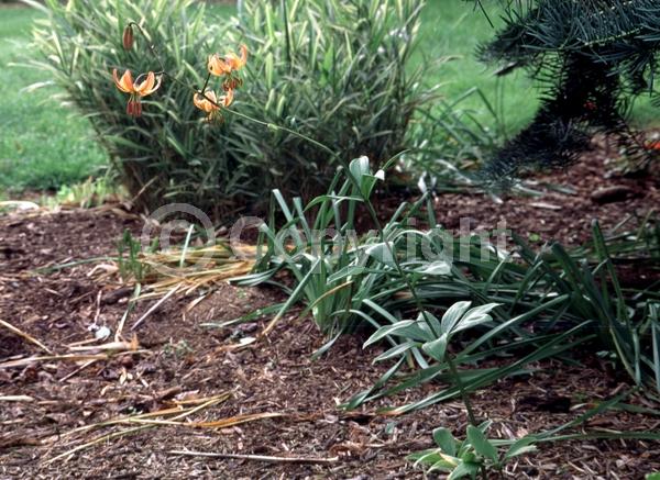 Orange blooms; Purple blooms; White blooms; Pink blooms; Deciduous