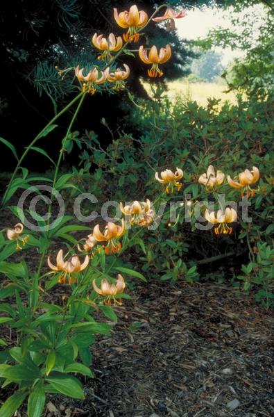 Orange blooms; Purple blooms; White blooms; Pink blooms; Deciduous