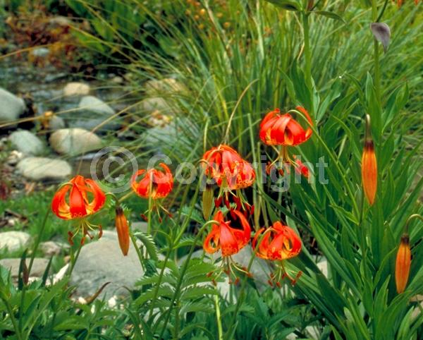 Orange blooms; Deciduous; Broadleaf; North American Native