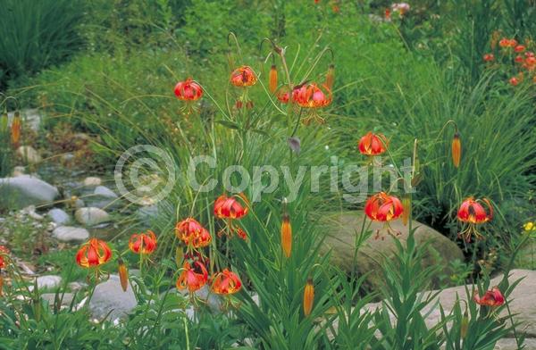 Orange blooms; Deciduous; Broadleaf; North American Native