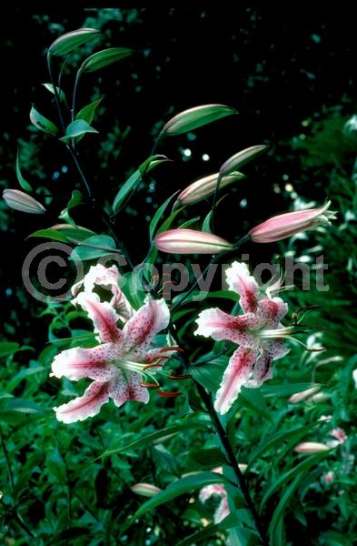 Red blooms; White blooms