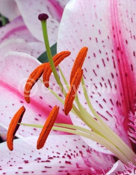 Red blooms; White blooms