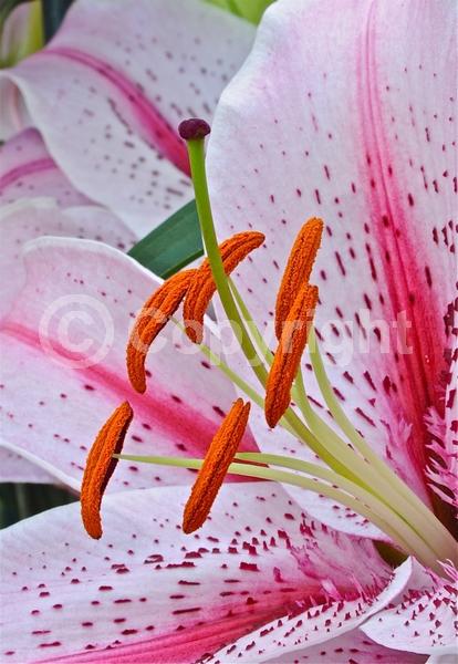 Red blooms; White blooms