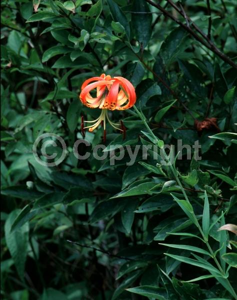 Orange blooms; Deciduous; Broadleaf; North American Native