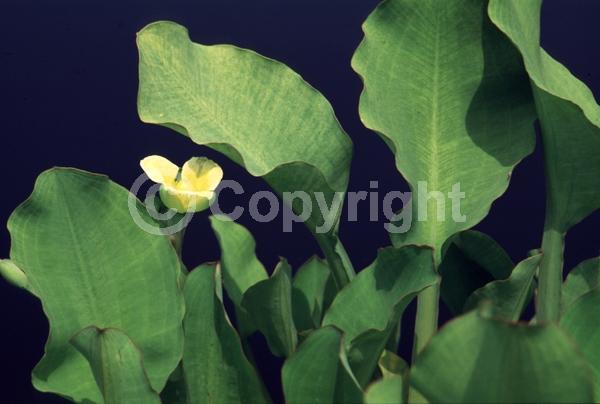 Yellow blooms; Evergreen