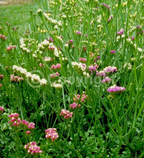 Red blooms; Yellow blooms; Blue blooms; White blooms; Pink blooms; Lavender blooms