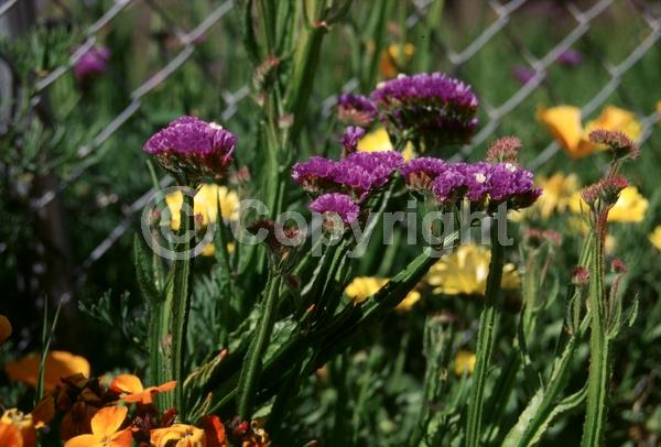 Red blooms; Yellow blooms; Blue blooms; White blooms; Pink blooms; Lavender blooms