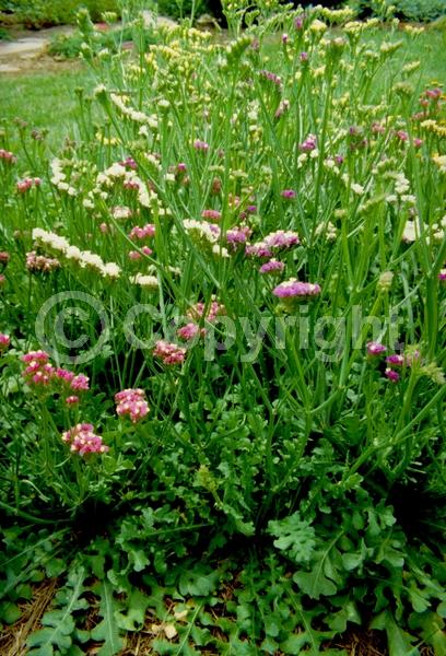 Red blooms; Yellow blooms; Blue blooms; White blooms; Pink blooms; Lavender blooms