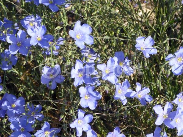 Blue blooms; Semi-evergreen; North American Native