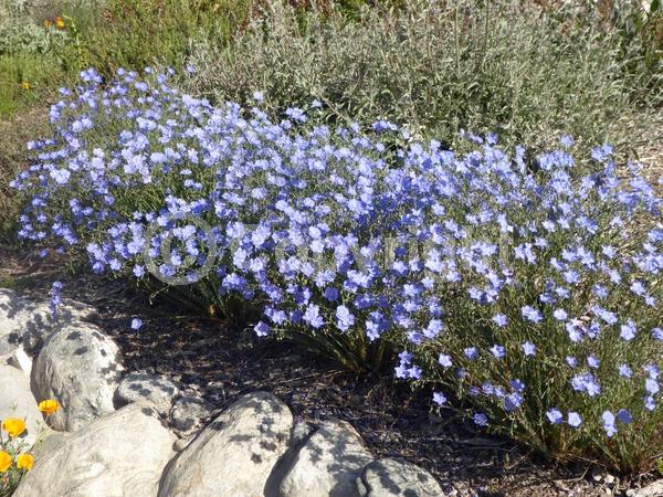 Blue blooms; Semi-evergreen; North American Native