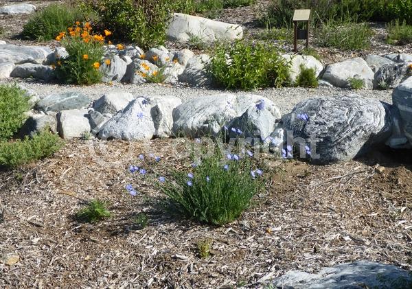 Blue blooms; Semi-evergreen; North American Native