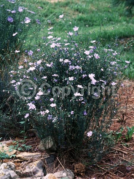Blue blooms; White blooms; Deciduous; Broadleaf; 