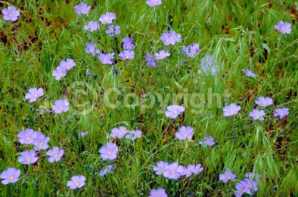 Blue blooms; White blooms; Deciduous; Broadleaf; 