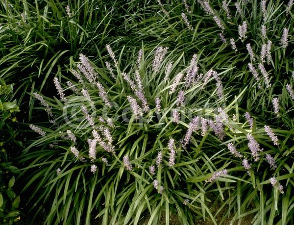 Purple blooms; Evergreen; Broadleaf