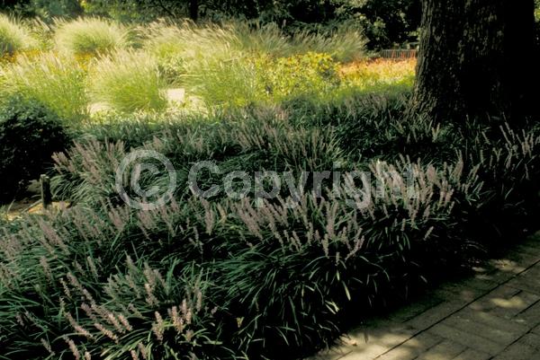 Purple blooms; Evergreen; Broadleaf