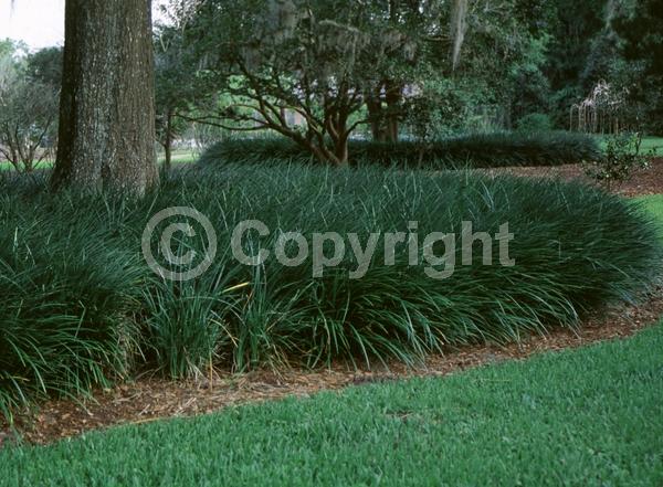 Lavender blooms; Evergreen; Broadleaf