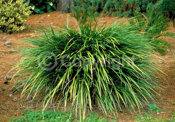 Lavender blooms; Evergreen; Broadleaf