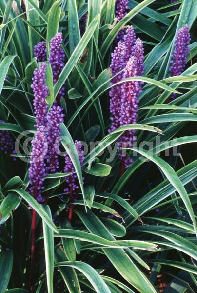 Purple blooms; Broadleaf