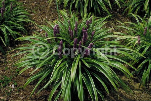 Purple blooms; Broadleaf
