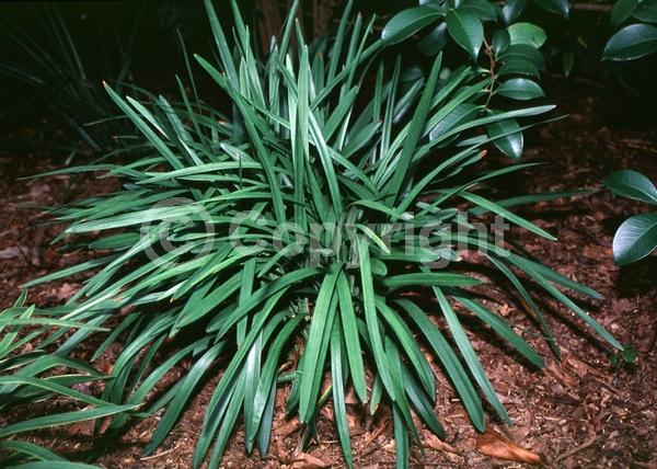 Purple blooms; Evergreen; Broadleaf