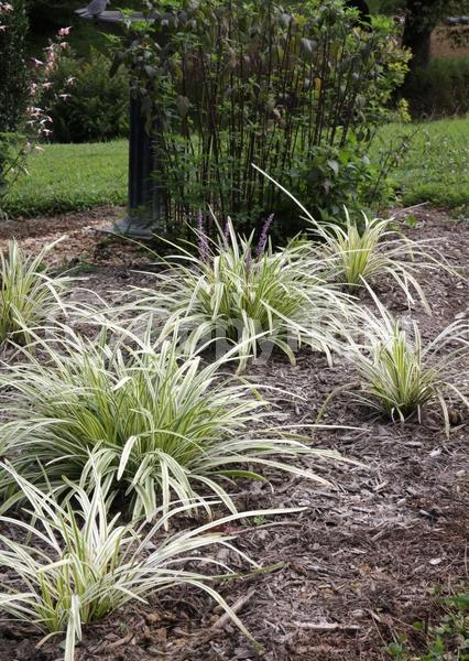 Lavender blooms; Evergreen; Broadleaf