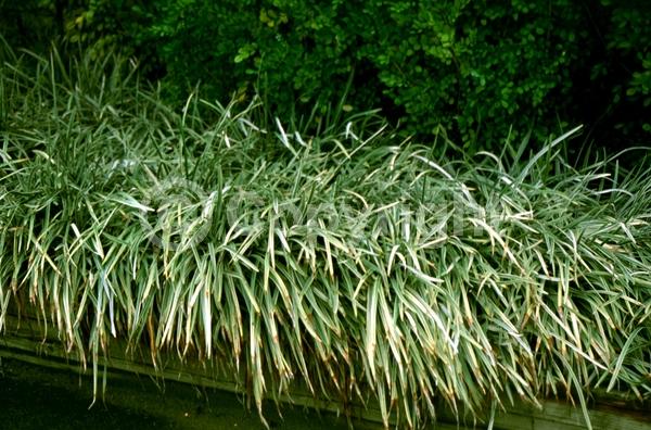 Lavender blooms; Evergreen; Broadleaf