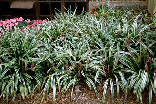 Lavender blooms; Evergreen; Broadleaf