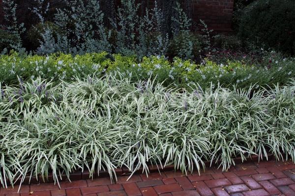 Lavender blooms; Evergreen; Broadleaf