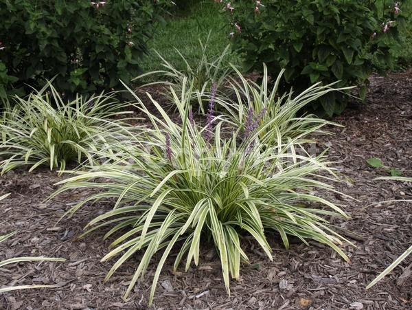 Lavender blooms; Evergreen; Broadleaf