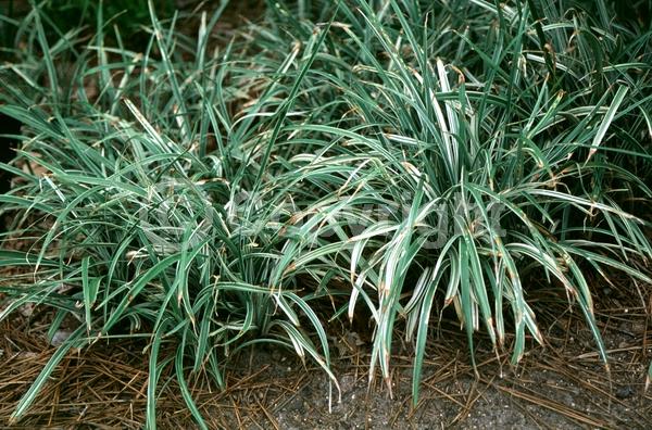 Purple blooms; White blooms; Lavender blooms; Evergreen