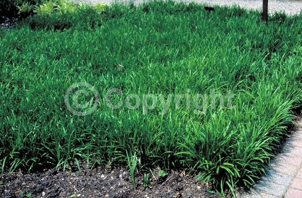 Lavender blooms; Evergreen; Needles or needle-like leaf