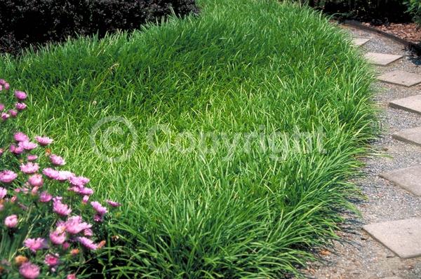 Lavender blooms; Evergreen; Needles or needle-like leaf