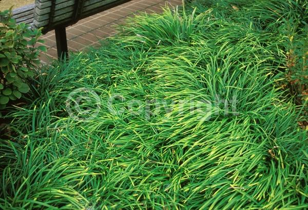 Lavender blooms; Evergreen; Needles or needle-like leaf