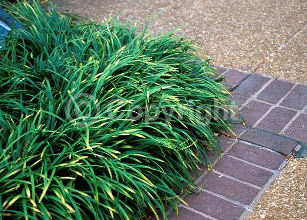 Lavender blooms; Evergreen; Needles or needle-like leaf