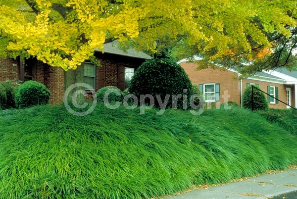 Lavender blooms; Evergreen; Needles or needle-like leaf
