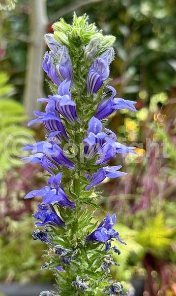 Blue blooms; Deciduous; North American Native