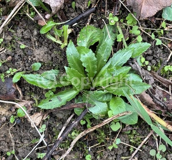 Red blooms; Purple blooms; Deciduous; North American Native