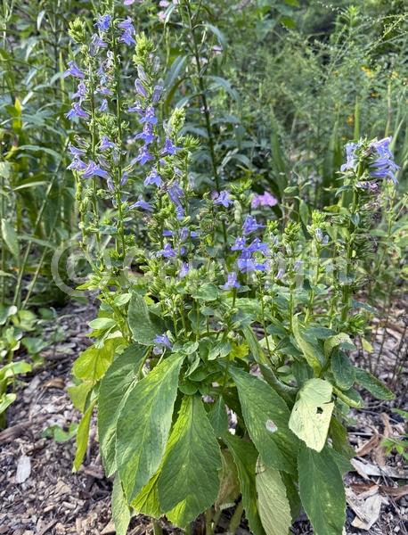 Blue blooms; Deciduous; North American Native