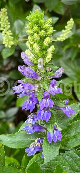 Blue blooms; Deciduous; North American Native